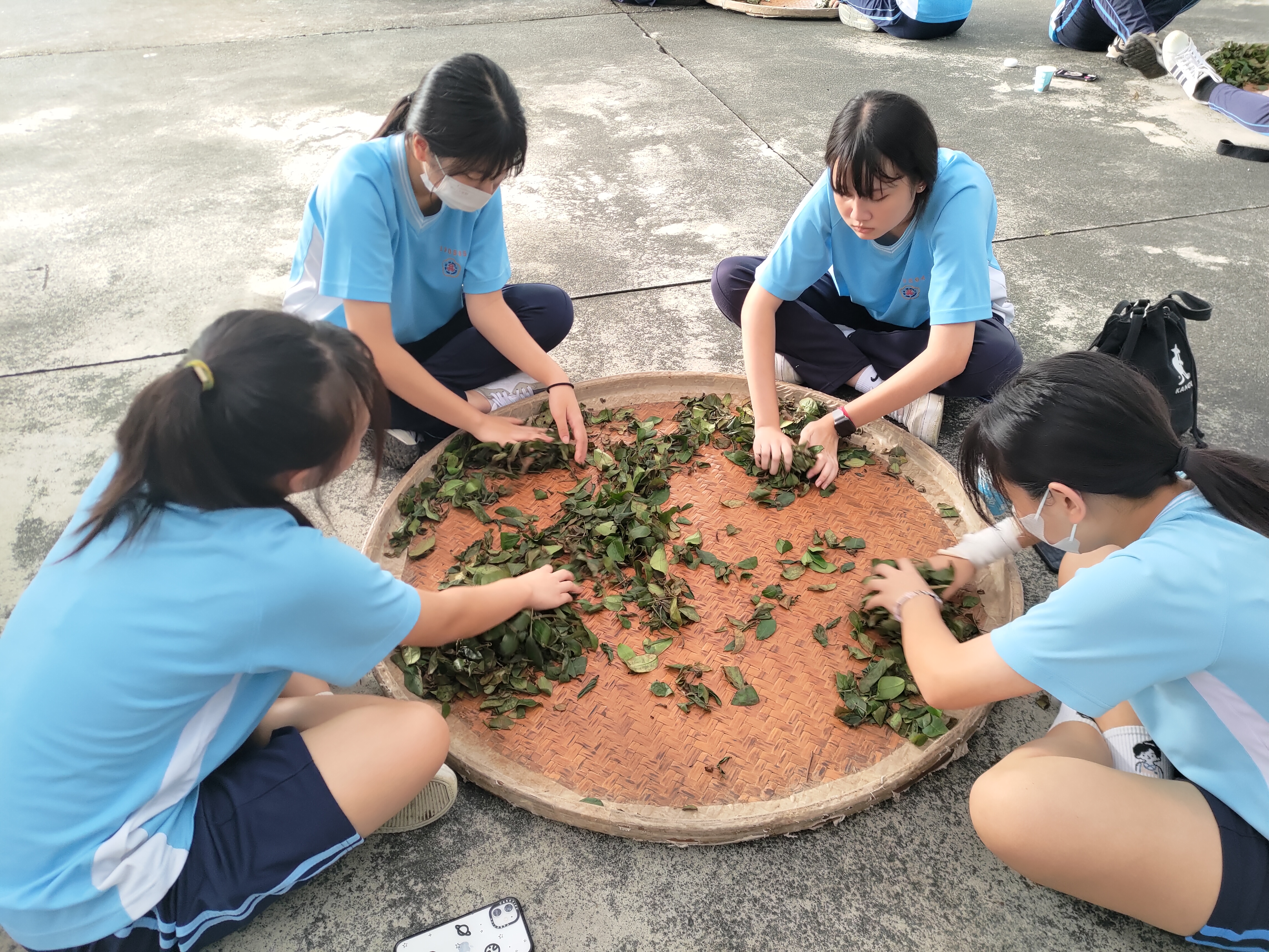 20231011_揉茶體驗